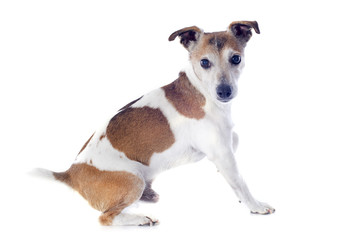 jack russel terrier