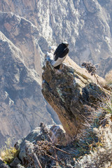 Condor at Colca canyon  sitting,Peru,South America.