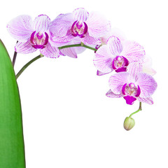 Fototapeta na wymiar Pink orchid isolated on the white background