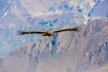 Flying condor over Colca canyon,Peru,South America.
