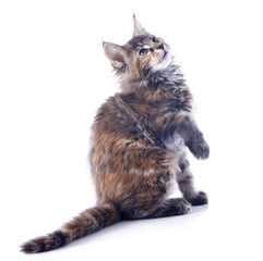 Fototapeta premium maine coon kitten