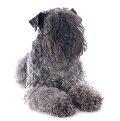 kerry blue terrier