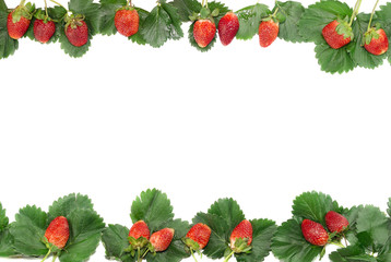 Berries and strawberry leaves frame on white background