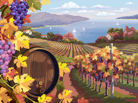 Vineyard and grapes bunches