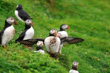 Puffins colony, Iceland