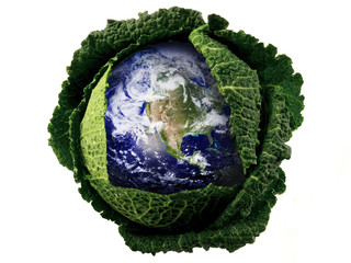 The earth in cabbage.