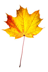 Obraz premium Autumn maple leaf