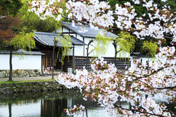 Obraz premium Nice sakura place for adv or others purpose use