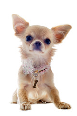 Obraz premium puppy chihuahua