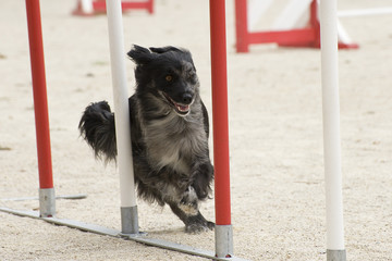 berger des Pyrénées en agility