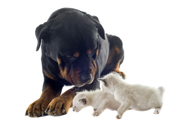 Fototapeta premium rottweiler et chatons