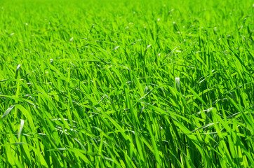 Green Grass