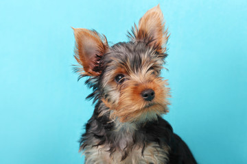 Yorkshire Terrier puppy isolated on a blue background
