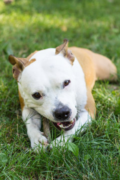 Dog Lying Down And Chewing Wooden Stick