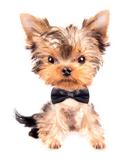 cute puppy dog wearing a neck bow