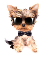 dog wearing a neck bow and shades