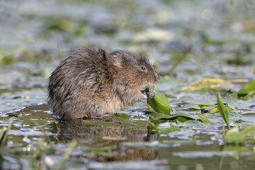 Water vole, Arvicola terrestris