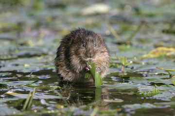 Water vole, Arvicola terrestris