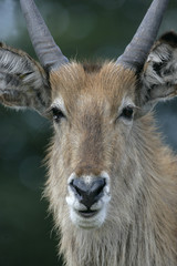 Fototapeta premium Waterbuck, Kobus ellipsipymaus,