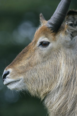 Waterbuck, Kobus ellipsipymaus,