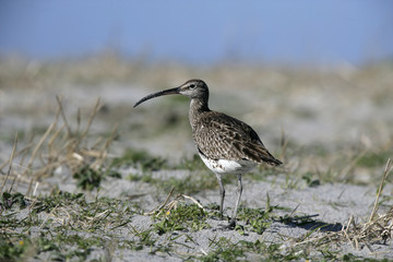 Whimbrel, Numenius phaeopus