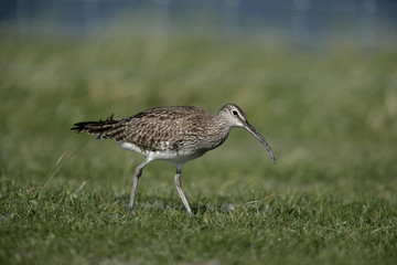 Whimbrel, Numenius phaeopus