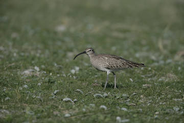 Whimbrel, Numenius phaeopus