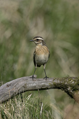 Whinchat, Saxicola rubetra