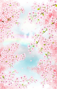 桜