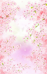 黄昏どきの桜