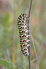 Schwalbenschwanz-Raupe (Papilio machaon) am Dörnberg