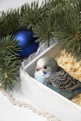 Obraz premium Christmas gift, two small bird