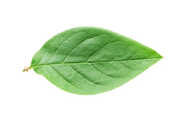 Green leaf