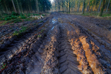 Tire tracks in a muddy path through a forest