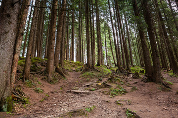 Obraz premium Bosco Svizzero