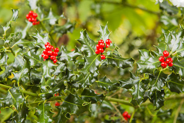 Acebo por Navidad