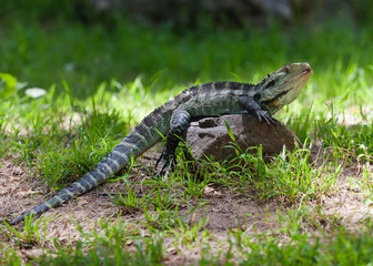 Australian water dragon