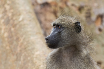 Portrait of baboon face close-up in nature
