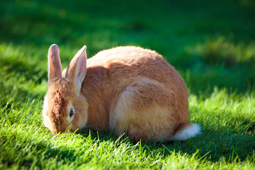 Easter rabbit on fresh green grass
