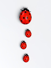 Ladybirds in a vertical row