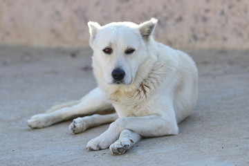 Weisser Hund ganz lässig
