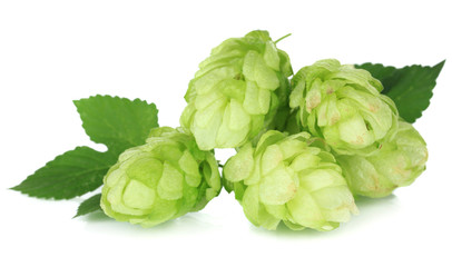 Fototapeta premium Fresh green hops, isolated on white