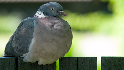 Plump common Wood Pigeon (Columba palumbus)