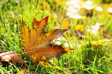 Maple leaves in park, close-up