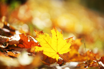 Maple leaves in park, close-up