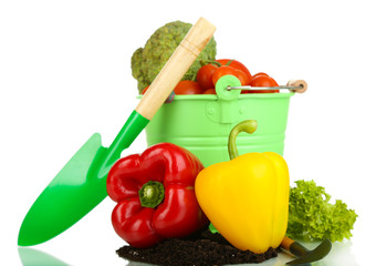 Vegetables with ground isolated on white