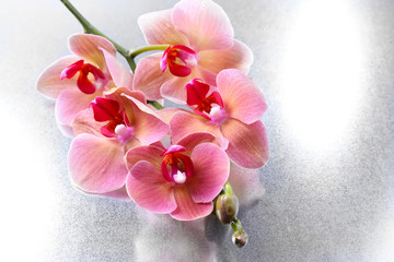 Pink beautiful orchids with drops