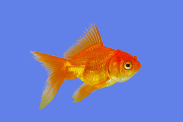 Gold fish on blue