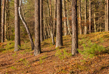 Autumn forest