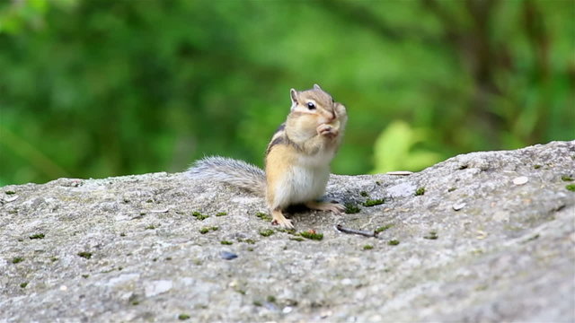 Chipmunk eating seeds on the rock.